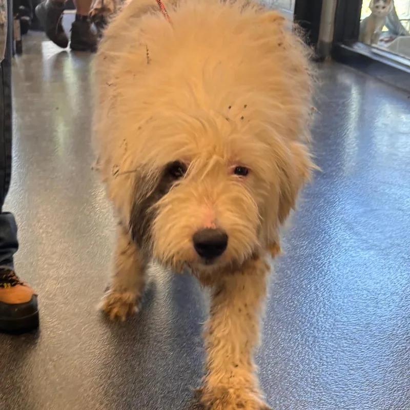 An adult large-sized male White / Cream Mixed Breed dog named Yeti for adoption in Allentown, PA