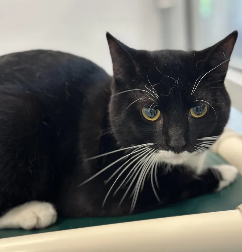 An adult medium-sized male Black & White / Tuxedo Domestic Short Hair cat named Charlie for adoption in Stafford, VA