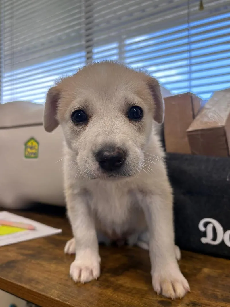 A baby small-sized female Yellow / Tan / Blond / Fawn Husky dog named Jellybean for adoption in Oakdale, CA