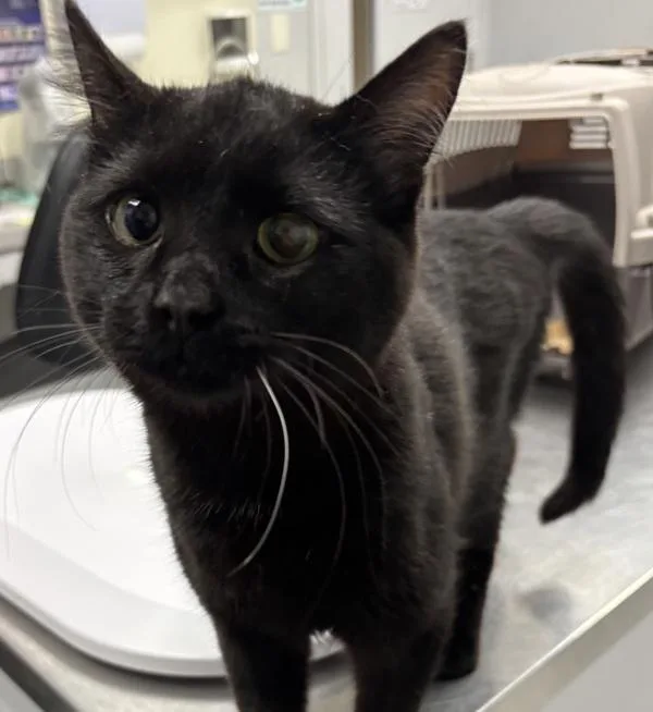 A young medium-sized female Domestic Short Hair cat named Luana for adoption in Des Moines, IA