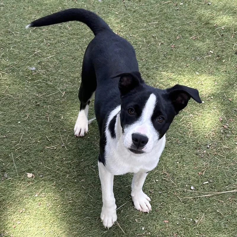 A young small-sized male White / Cream Mixed Breed dog named Halt Butler Campus for adoption in Flagstaff, AZ