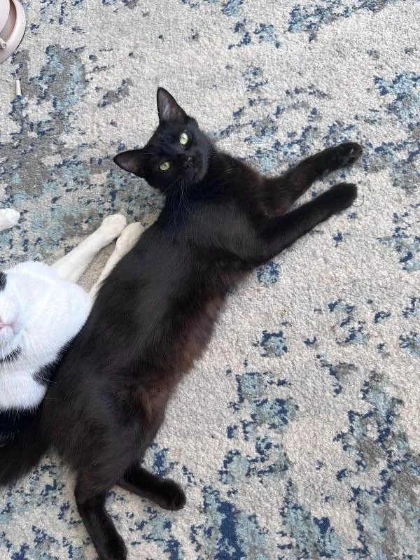 A young medium-sized female Black Domestic Medium Hair cat named Ebony for adoption in Sunnyvale, CA