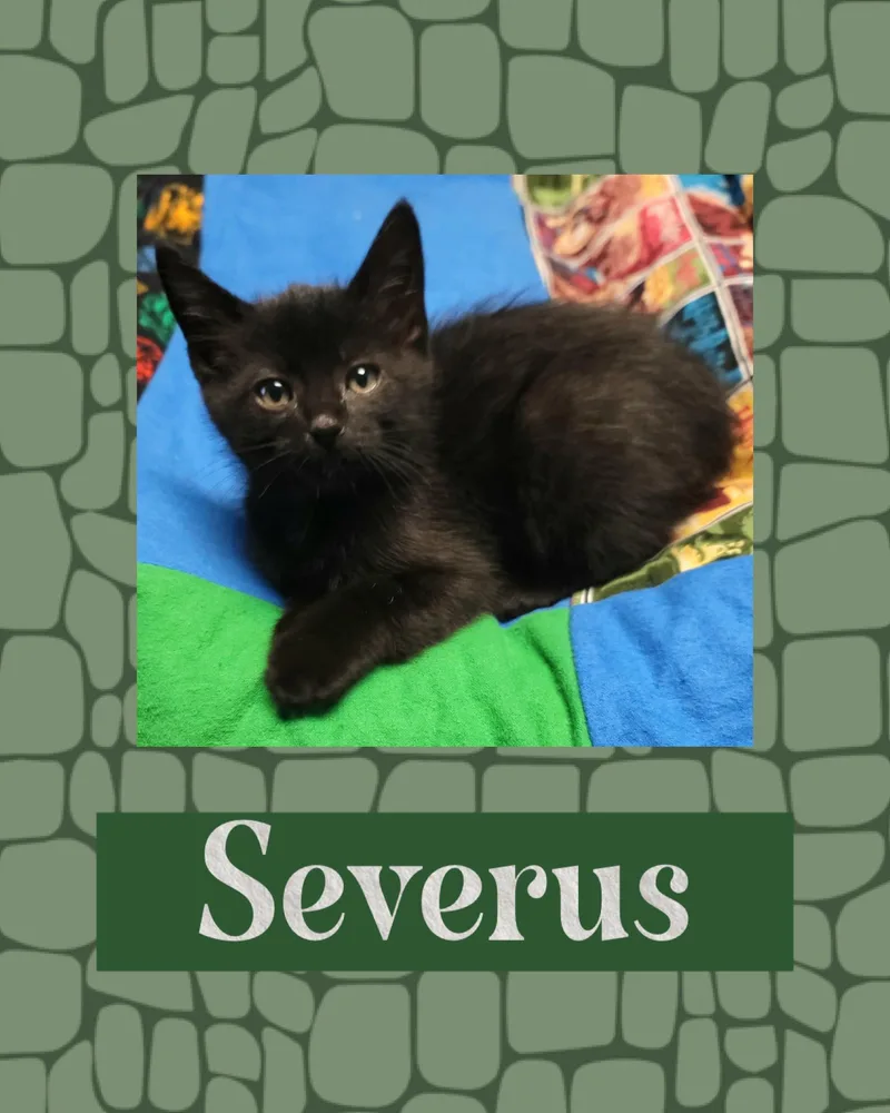 A baby medium-sized male Black Domestic Short Hair cat named Severus for adoption in Pasco, WA