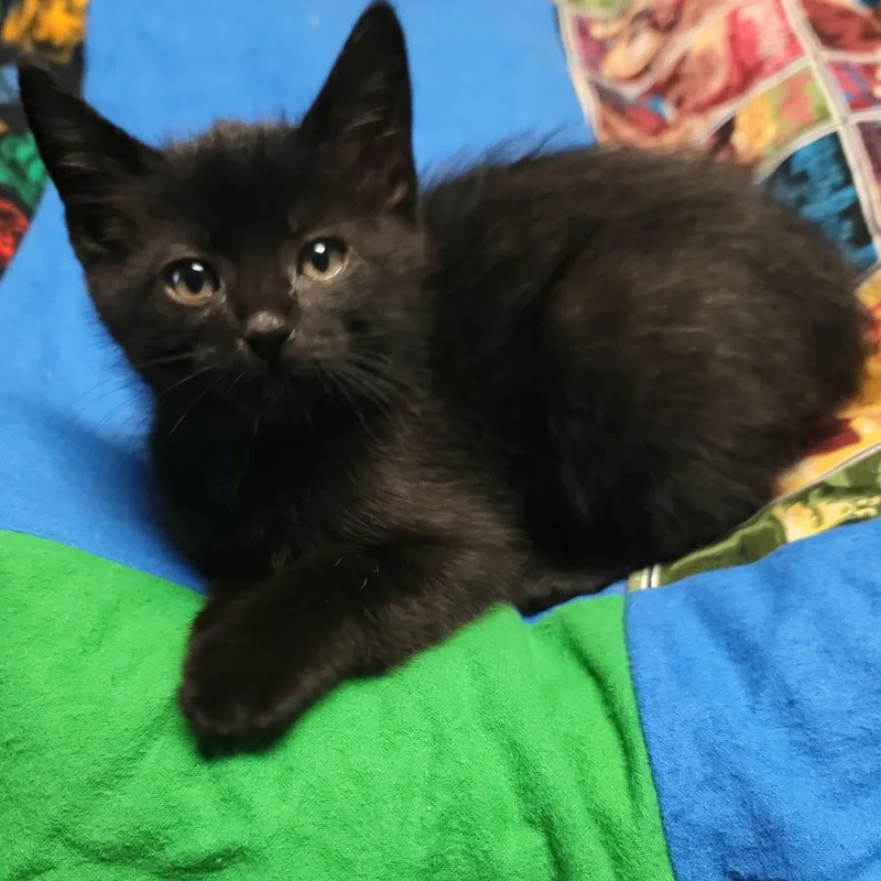 Severus thumbnail 2