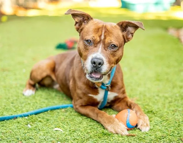 Monkey D Doggy thumbnail 2