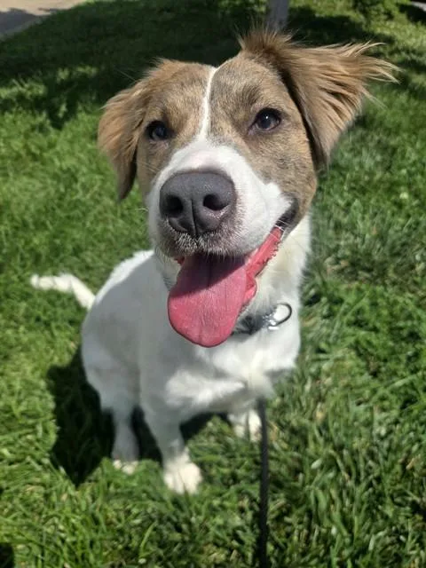 A young medium-sized female Brittany Spaniel dog named Ivy for adoption in Olivette, MO