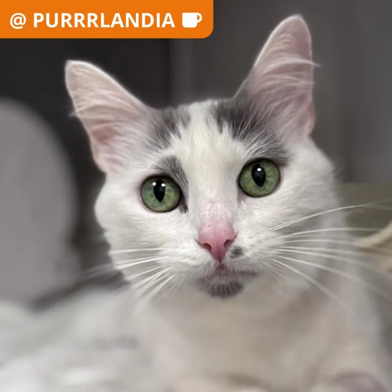 An adult medium-sized female Domestic Medium Hair cat named Ms. Maisel for adoption in Los Angeles, CA