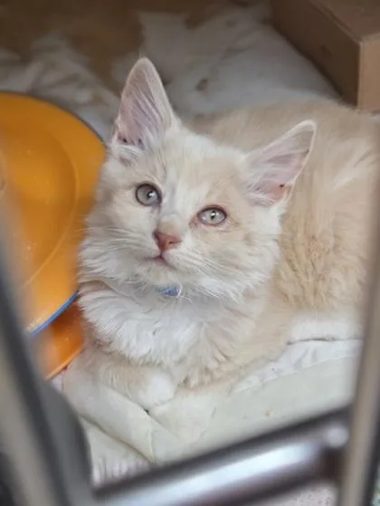 A baby small-sized male Domestic Medium Hair cat named Buster Bar for adoption in Westland, MI