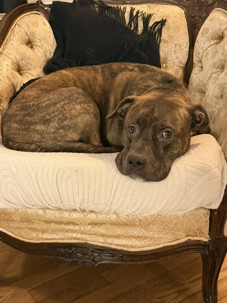 A young medium-sized male Brindle Pit Bull Terrier dog named Stampy for adoption in Petersburg, VA