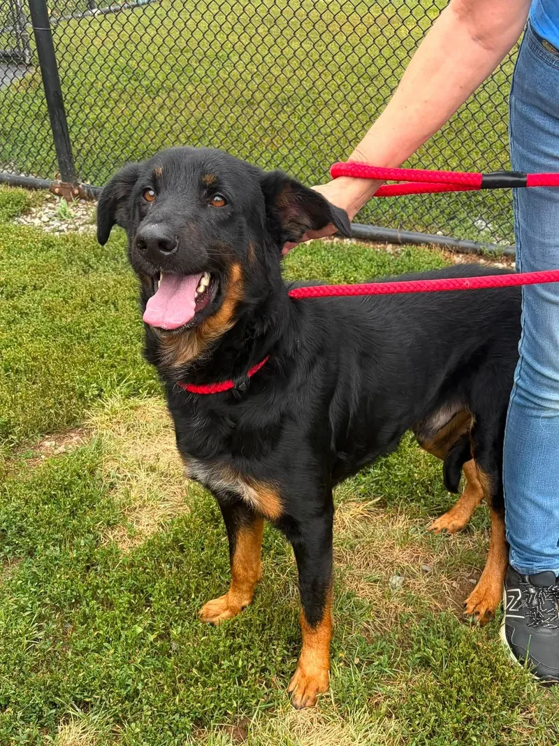 An adult large-sized male Black German Shepherd Dog dog named Loki for adoption in Winchester, VA