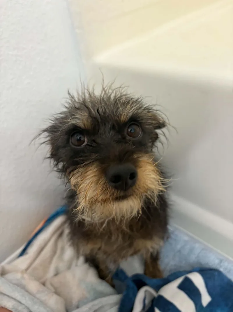 An adult small-sized male Terrier dog named Crypto for adoption in La Verne, CA