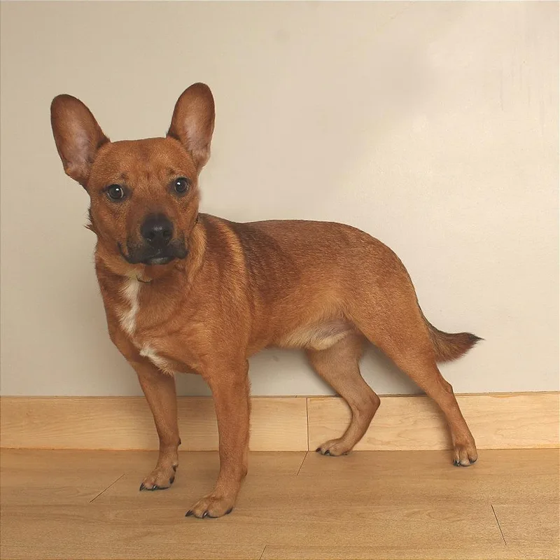A young medium-sized male Brown / Chocolate Pit Bull Terrier dog named Blake D for adoption in Minnetonka, MN