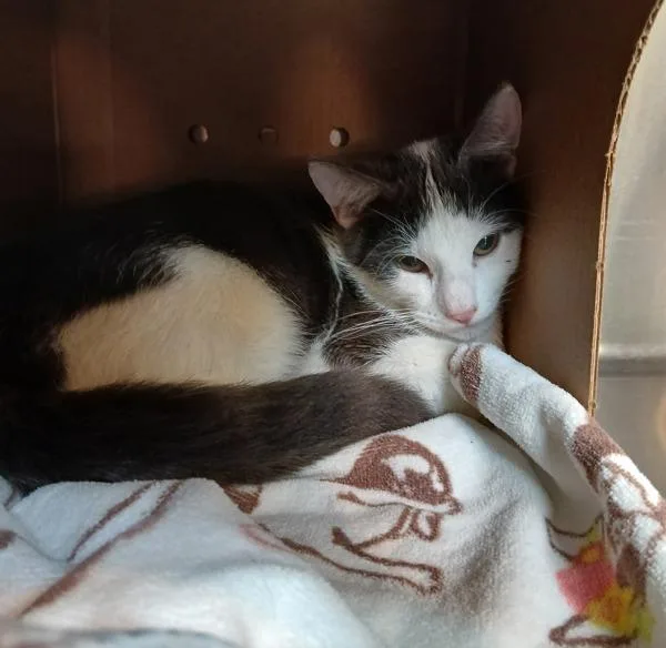 A young medium-sized male Domestic Short Hair cat named Paul Blart for adoption in Sioux City, IA