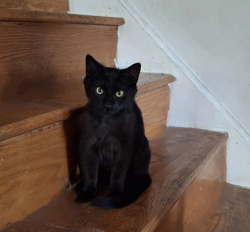 A young medium-sized female Black Domestic Short Hair cat named Midnight & Morocco for adoption in Philadelphia, PA