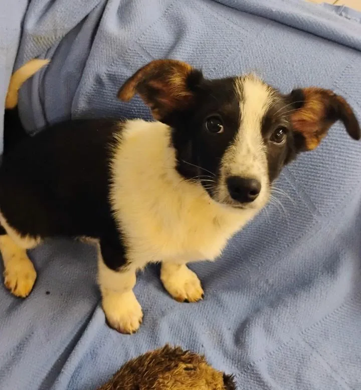 A baby medium-sized male Black Beagle dog named Rocky for adoption in Saint Jo, TX