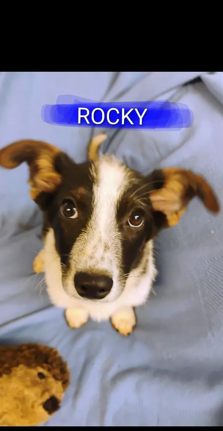Rocky thumbnail 2