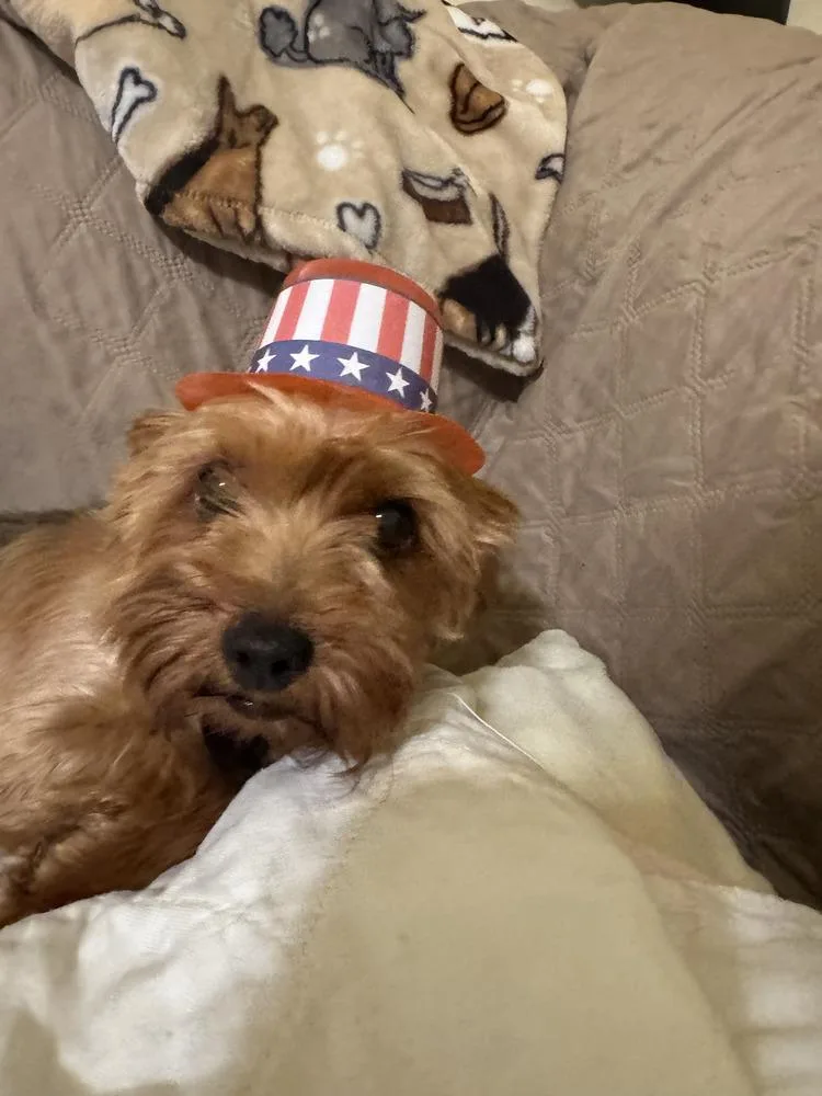 An adult small-sized female Yorkshire Terrier dog named Twinkle for adoption in East Greenville, PA