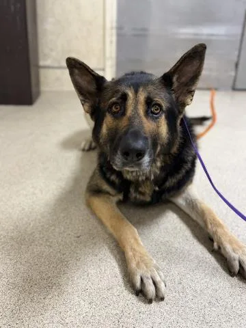 An adult large-sized male German Shepherd Dog dog named Sterling for adoption in Riverside, CA