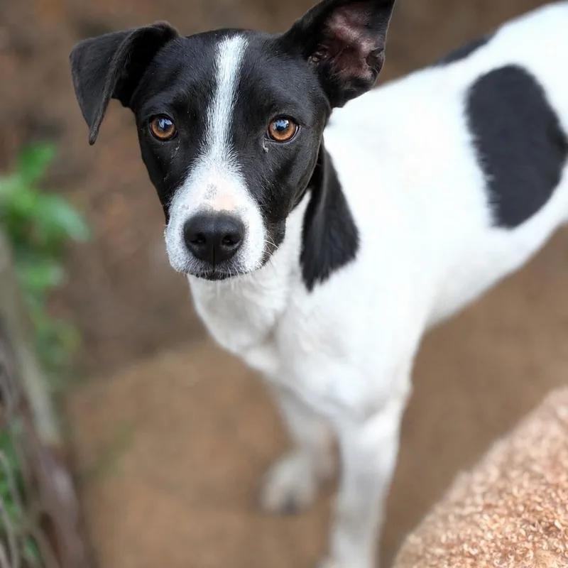 A young small-sized male Black Jack Russell Terrier dog named Whisper for adoption in Pelham, NH