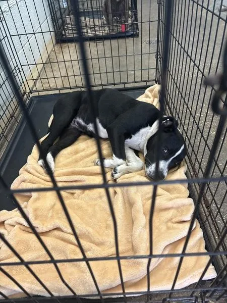 A young medium-sized female Mixed Breed dog named Naomi for adoption in Mobile, AL