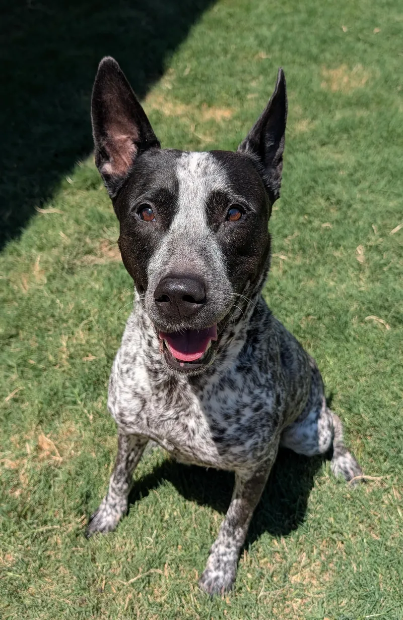 An adult medium-sized female Australian Cattle Dog / Blue Heeler dog named Miss Speckles A for adoption in Plano, TX