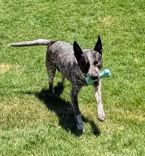 Miss Speckles A thumbnail 6