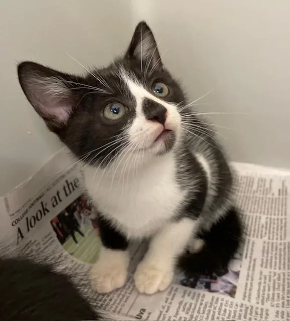 A baby medium-sized male White Domestic Short Hair cat named Square for adoption in Stafford, VA