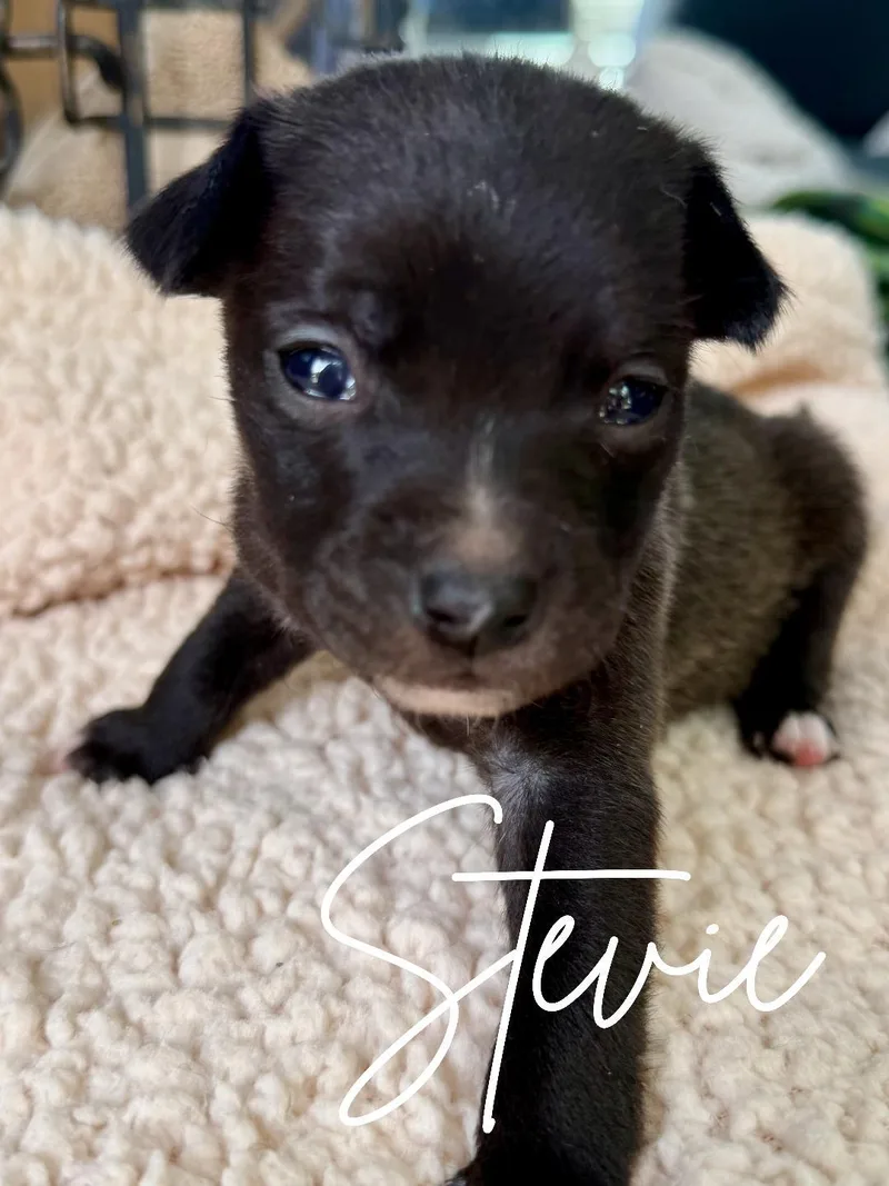 A baby small-sized female Black Chihuahua dog named Stevie for adoption in Herald, CA