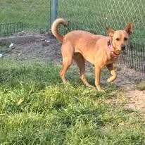 Brownie thumbnail 2