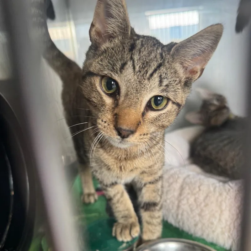 A young small-sized male Brown / Chocolate Domestic Short Hair cat named Watermelon for adoption in Ridgely, MD