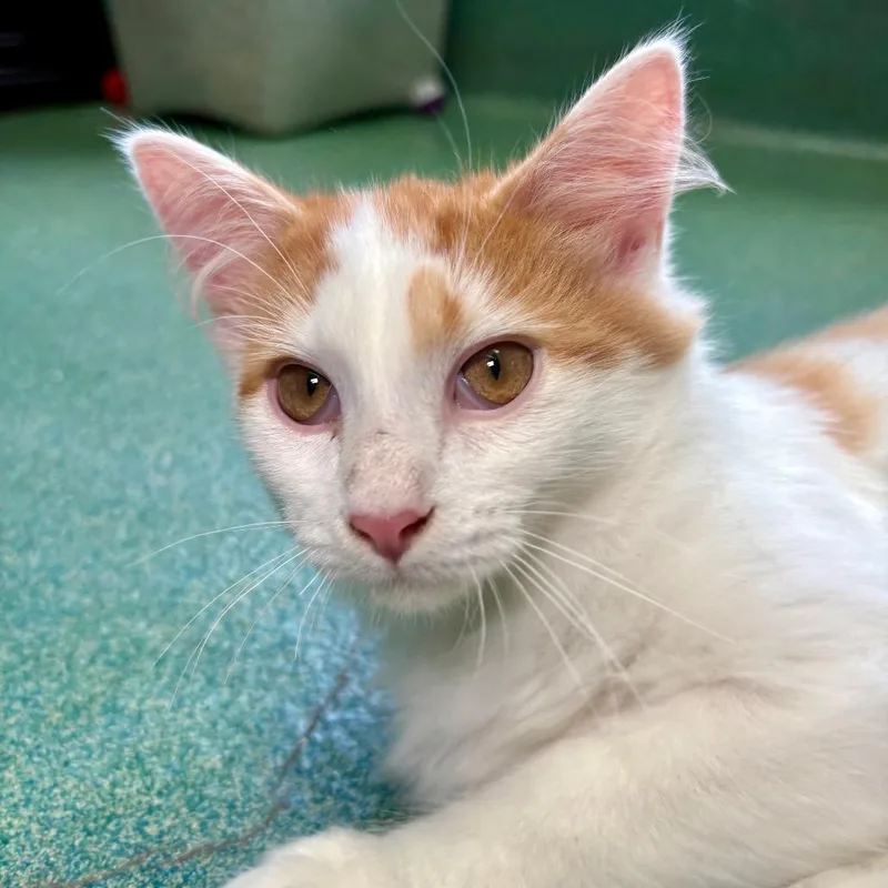 A baby small-sized male Domestic Medium Hair cat named Dorito for adoption in New Fairfield, CT
