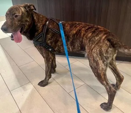 An adult large-sized male Retriever dog named Rocco for adoption in Annapolis, MD