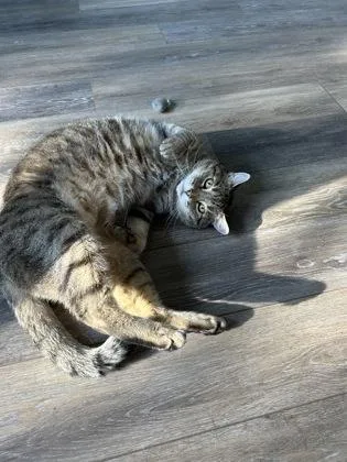 A senior large-sized male Domestic Short Hair cat named Indie for adoption in Ringoes, NJ