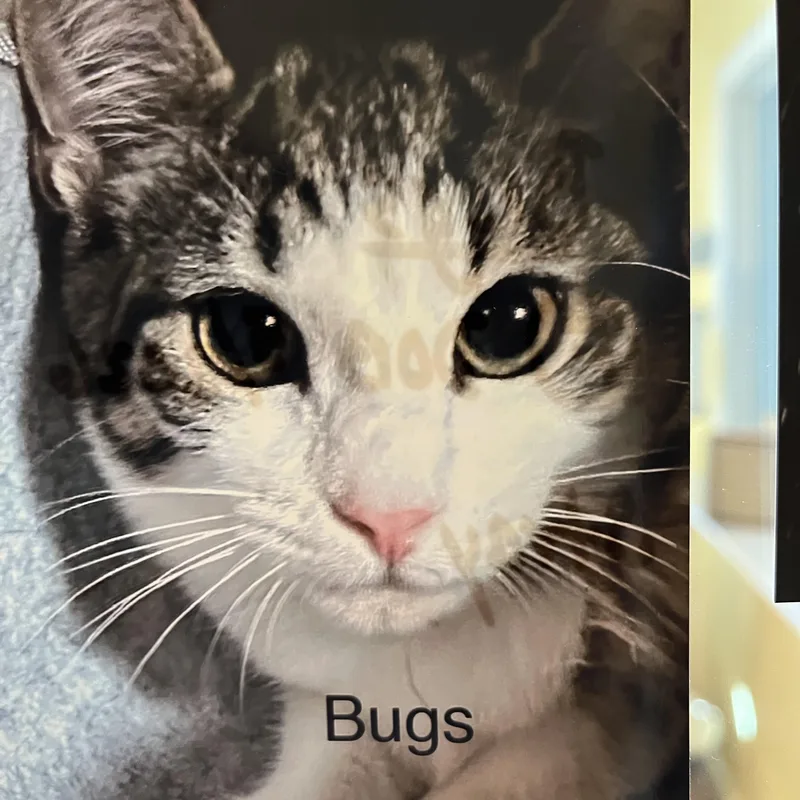 A baby small-sized female Tabby (Gray / Blue / Silver) Domestic Short Hair cat named Bugs for adoption in Wells, ME
