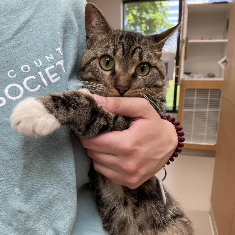 A young medium-sized male Brown / Chocolate Domestic Short Hair cat named Rocks for adoption in Champaign, IL