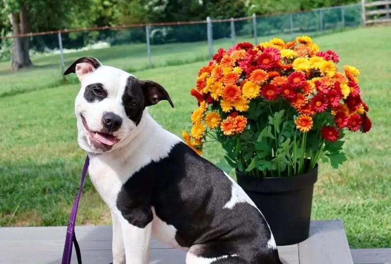 An adult large-sized female Mixed Breed dog named QuarkAMoo for adoption in Milton, DE