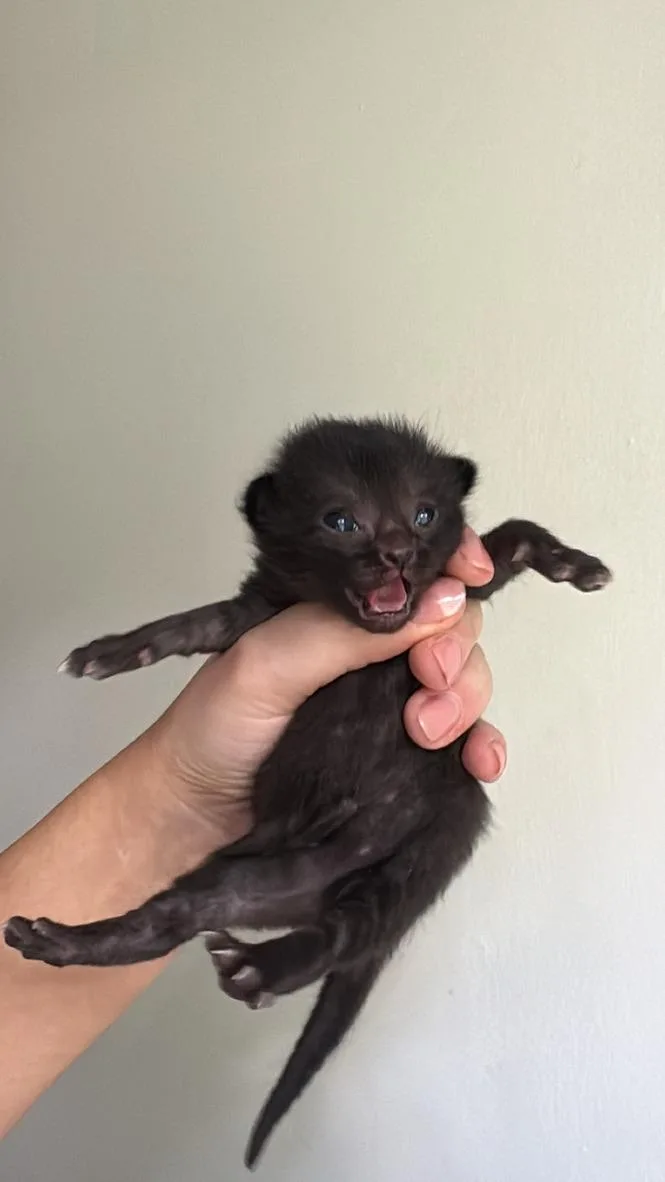 A baby medium-sized female Black Domestic Short Hair cat named Io for adoption in Stockbridge, GA