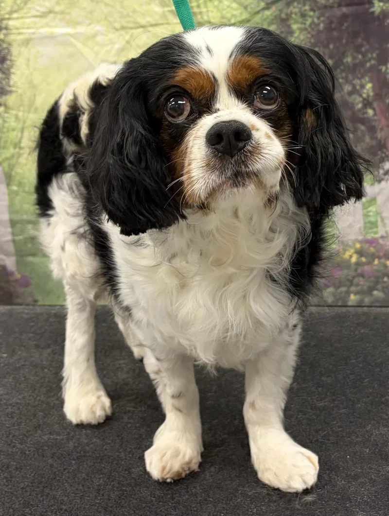 An adult medium-sized male Cavalier King Charles Spaniel dog named Oliver for adoption in Westminster, MD