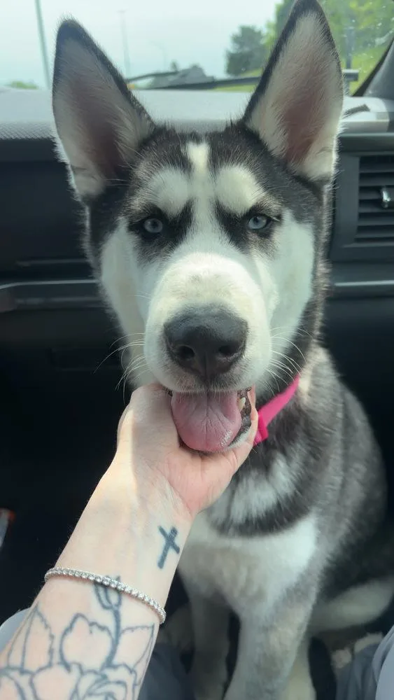 A young medium-sized female Tricolor (Brown, Black, & White) Husky dog named Sadie for adoption in Clinton Township, MI
