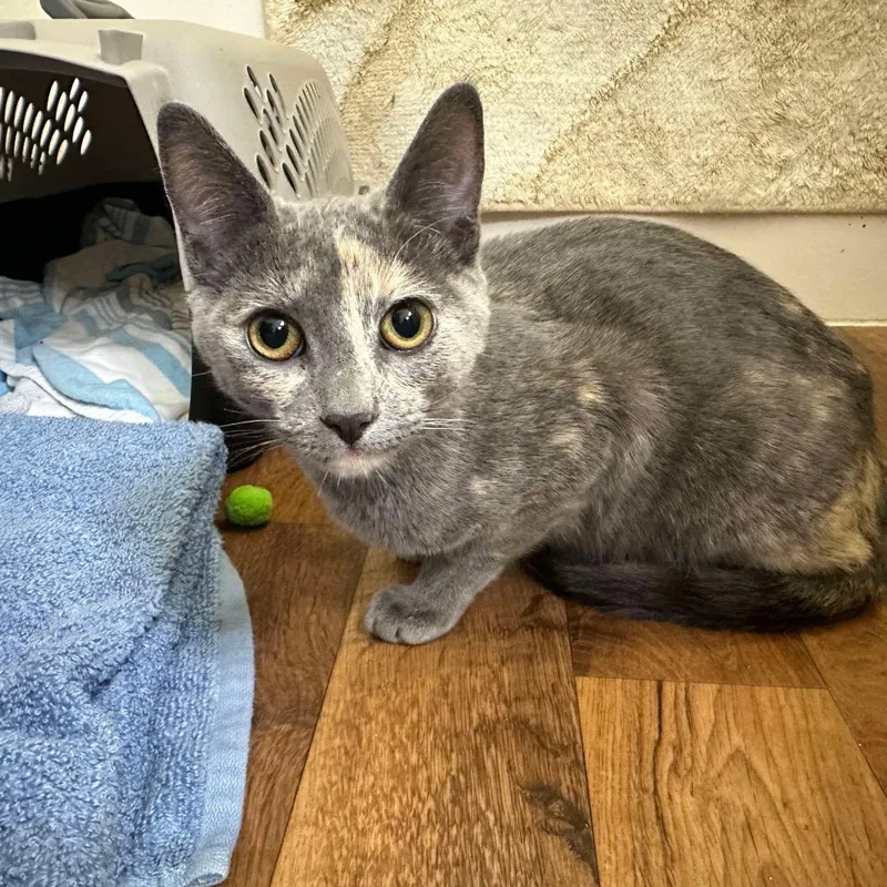 An adult medium-sized female Tortoiseshell Domestic Short Hair cat named Mama Patches City for adoption in Chino Hills, CA