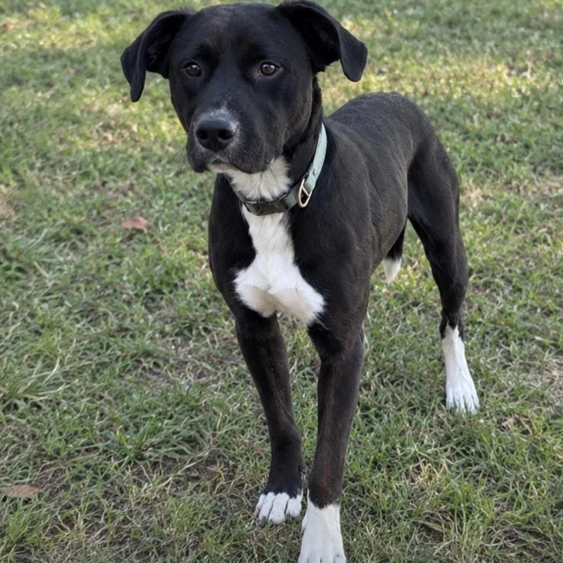 An adult large-sized male Labrador Retriever dog named Bruce for adoption in Guntersville, AL
