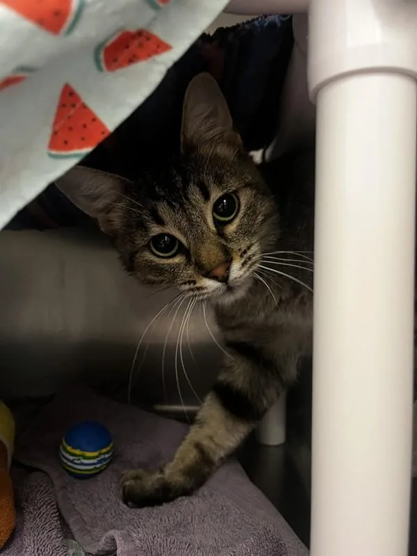 An adult small-sized female Domestic Short Hair cat named Rhaenyra for adoption in Santa Rosa, CA