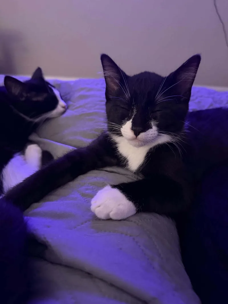 A baby small-sized male Black & White / Tuxedo Domestic Short Hair cat named Dopey for adoption in Gladstone, OR