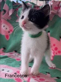 A baby medium-sized female Black & White / Tuxedo Domestic Short Hair cat named Francesca for adoption in Oakland Park, FL