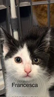 Francesca thumbnail 3