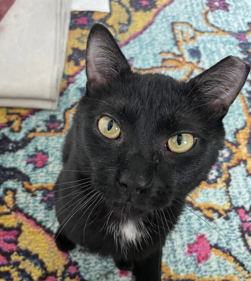 An adult medium-sized male Black Domestic Short Hair cat named Porchy for adoption in Philadelphia, PA