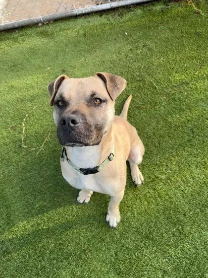 An adult medium-sized male Black Mouth Cur dog named Sultan for adoption in Houston, TX