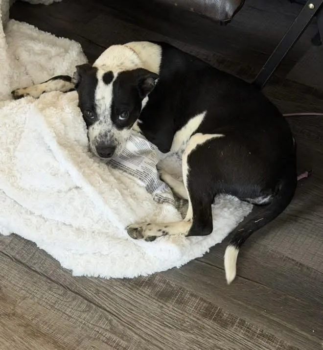 A baby medium-sized female Tricolor (Brown, Black, & White) Boston Terrier dog named Bean for adoption in Colorado Springs, CO