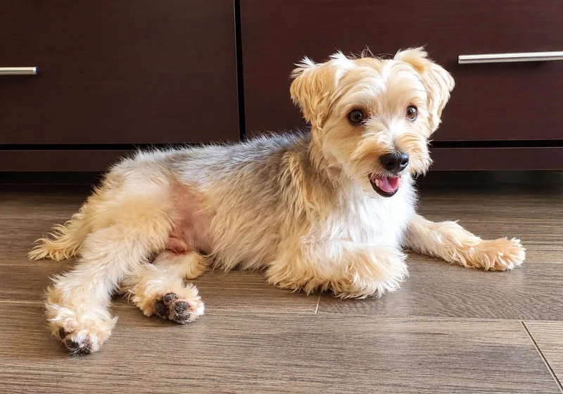 An adult small-sized male Gray / Blue / Silver Yorkipoo dog named Rocky for adoption in Temecula, CA