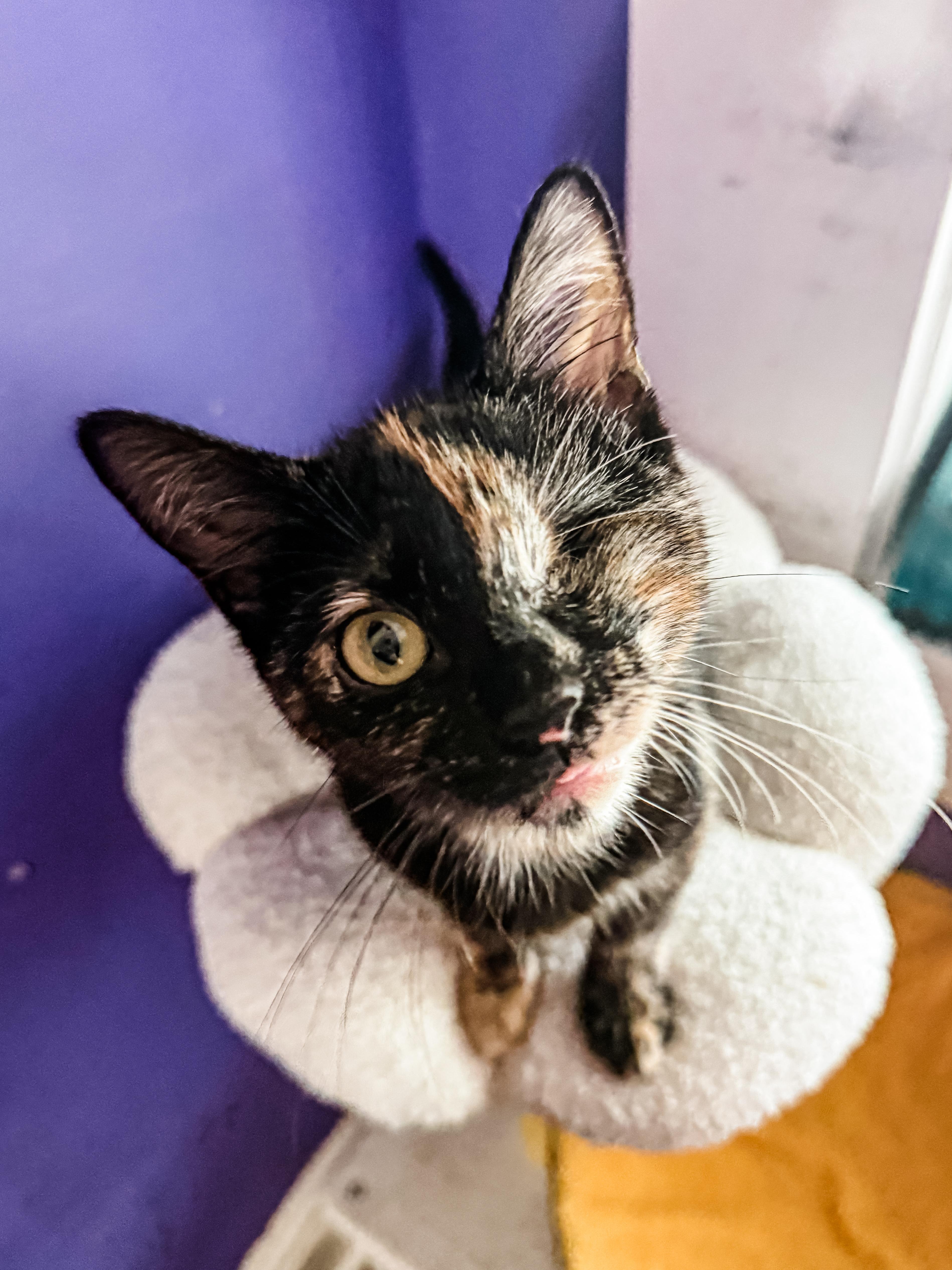 A young medium-sized female Tortoiseshell Domestic Short Hair cat named Lhotse for adoption in Sartell, MN